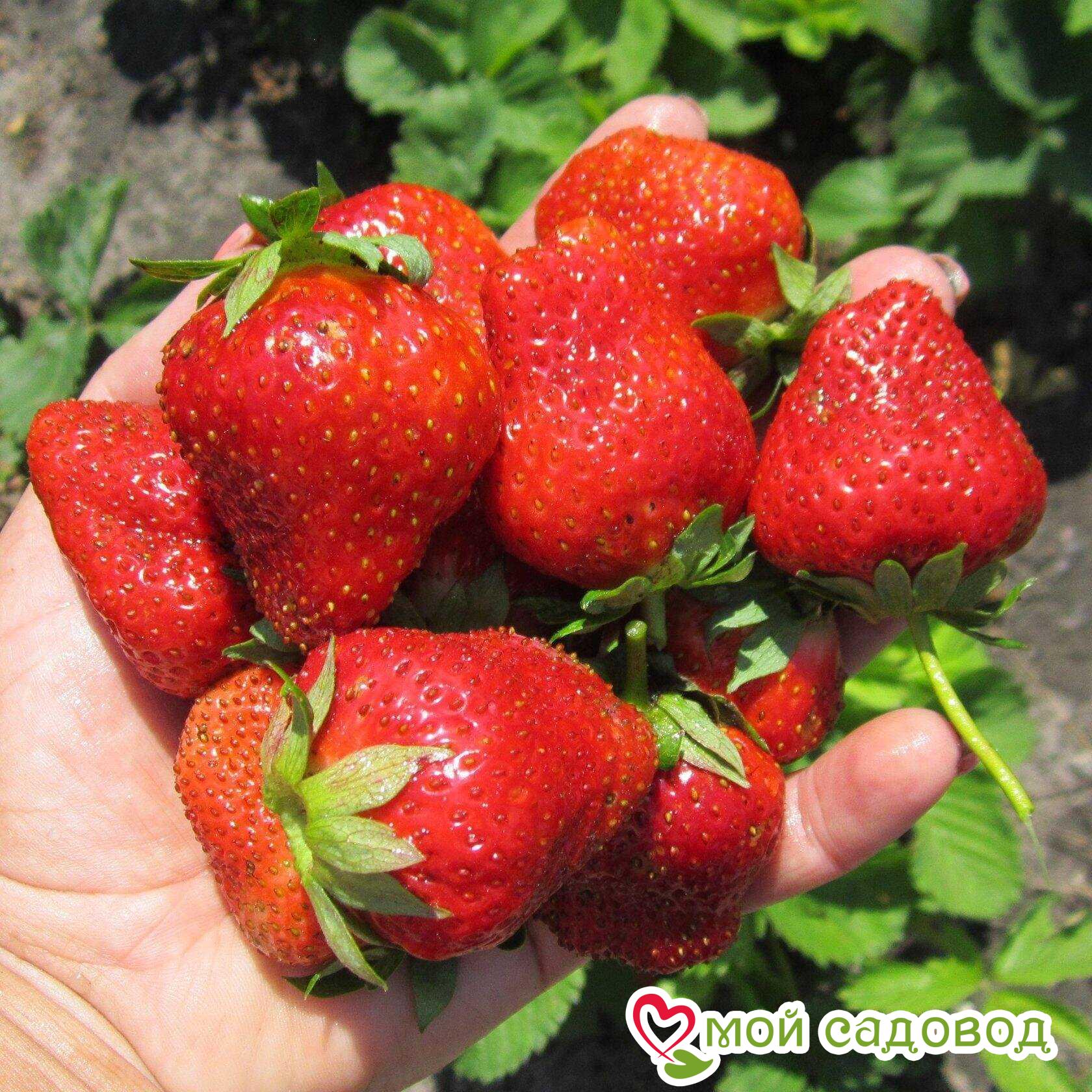 Клубника Ирма