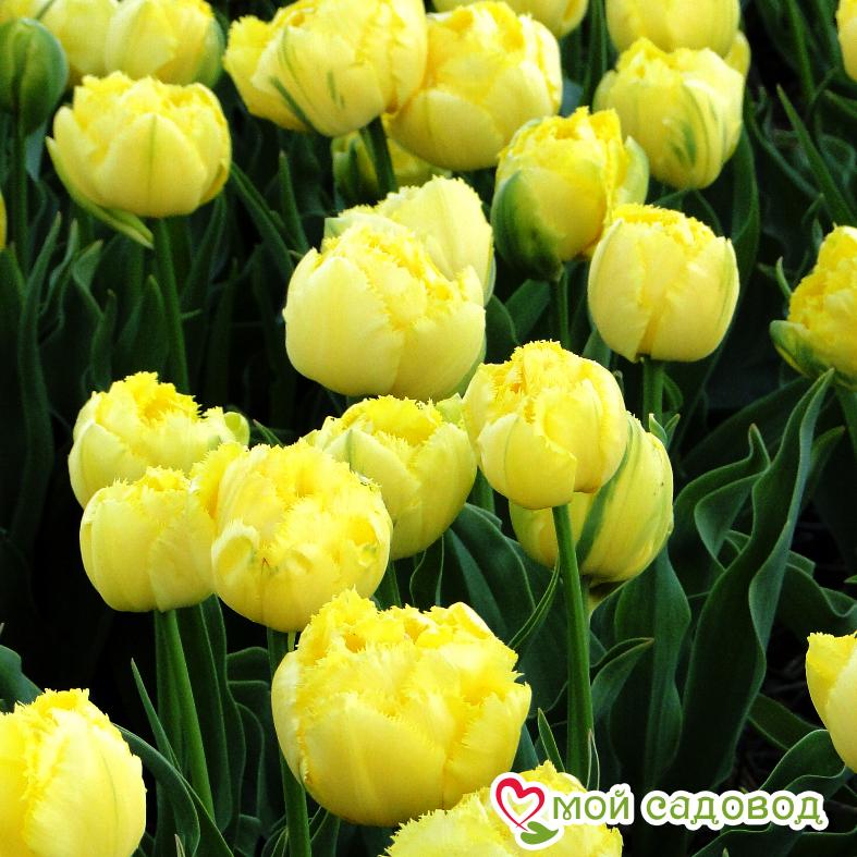 Тюльпан бахромчатый Экзотик Сан